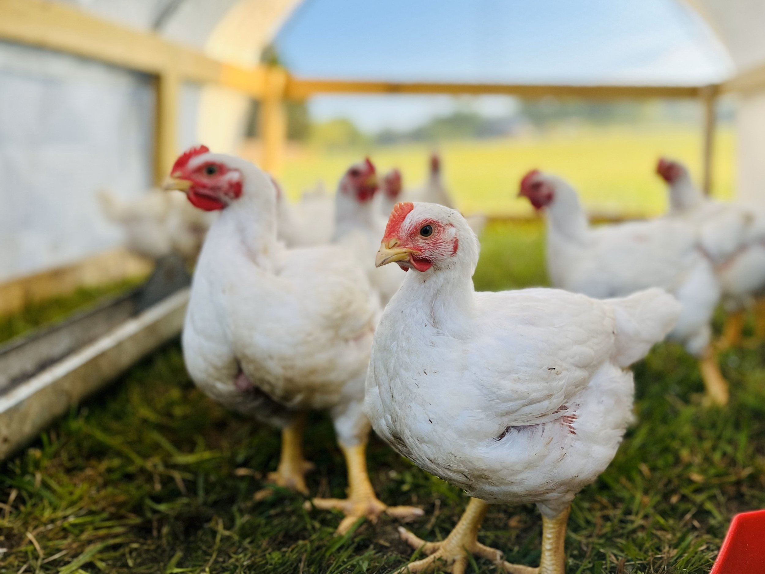 Free-range chickens foraging in a grassy enclosure, showcasing healthy poultry management and sustainable farming practices.