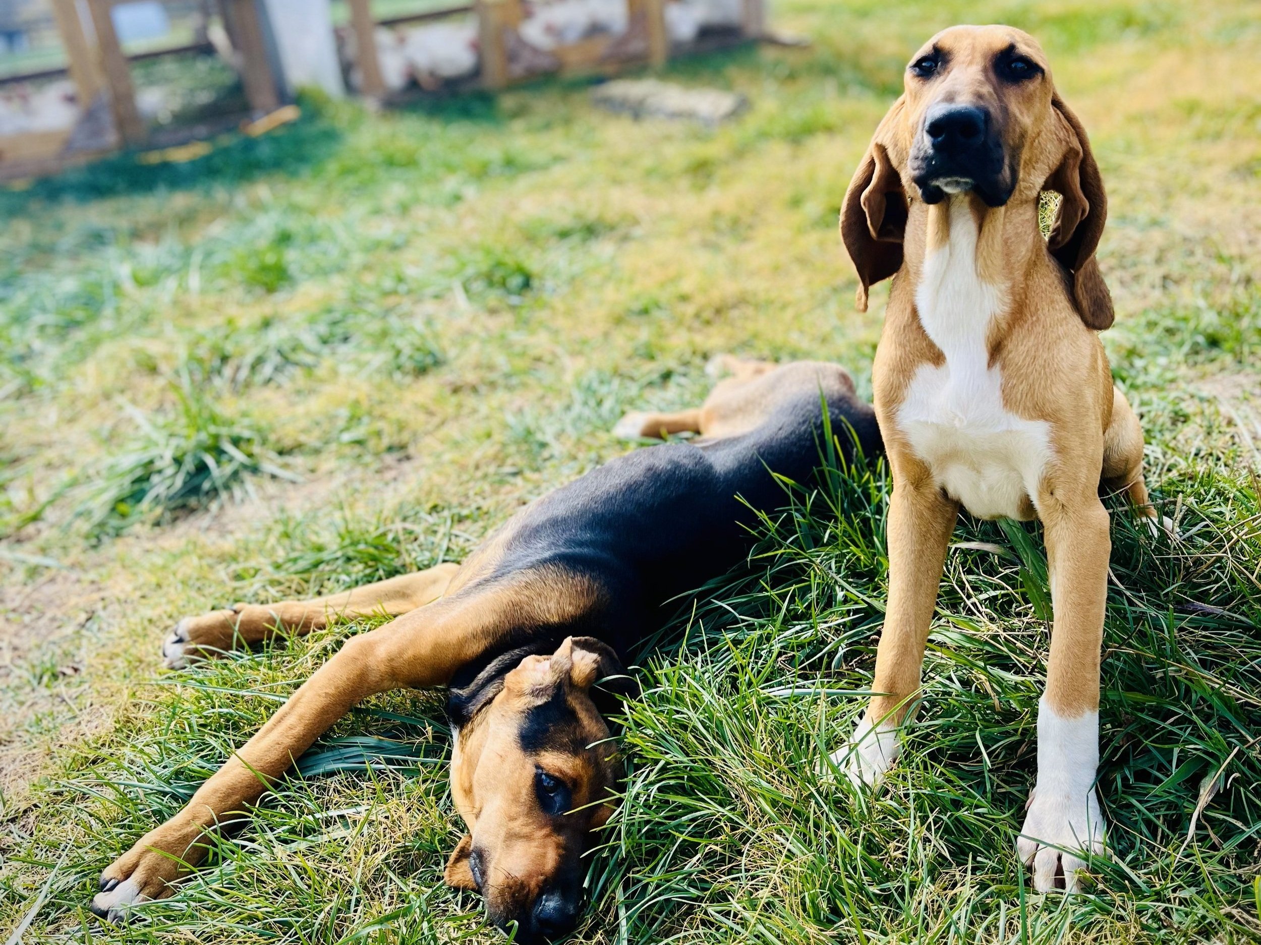 Two playful dogs resting on green grass in a sunny outdoor setting, one lying down and the other sitting upright. The background features a wooden fence and hints of other animals, creating a lively farm atmosphere.