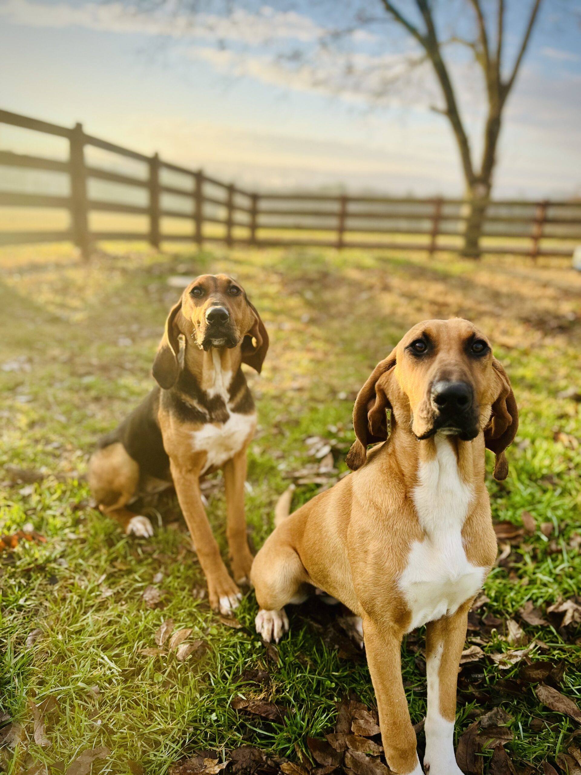 Two hound dogs sitting on green grass in a scenic outdoor setting, with a wooden fence and trees in the background, captured during golden hour light.