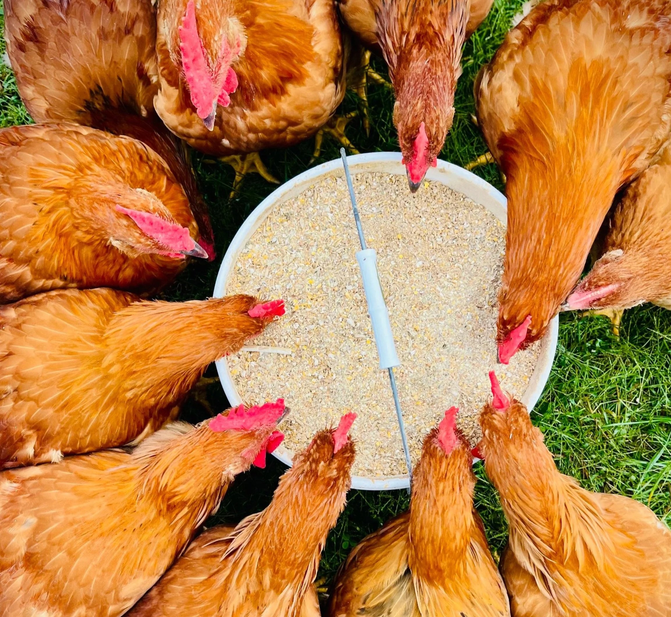 A group of brown chickens gathered around a circular feeder filled with grain, pecking at the food. The scene is set on green grass, showcasing the chickens' vibrant plumage and active feeding behavior.